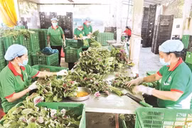 HCM City promotes development of collective economy