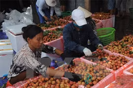 Fruit exports via Lao Cai border gate rising