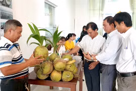 Tra Vinh gets brand certifications for agricultural products