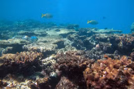 Hon Yen coral reefs in need of protection