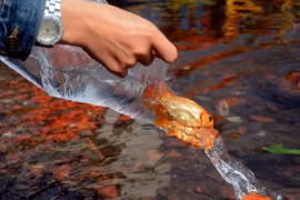 Carp village blooms during Kitchen’s Gods festival