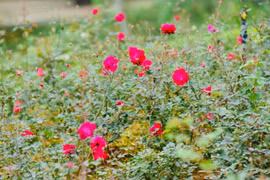 Biggest rose garden lures visitors 