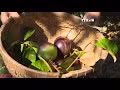 Mekong Delta offers high agritourism potential