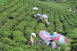Vietnam’s five-month tea export sees strong growth 