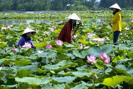 Farmers make ecotourism boom in Dong Thap