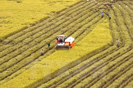 Huge potential for Vietnam’s rice exports to Singapore