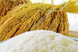 Global demand for Thai rice remains high