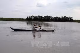 Mekong Delta farmers begin shrimp harvest