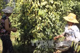 Binh Phuoc targets sustainable pepper supply chain 
