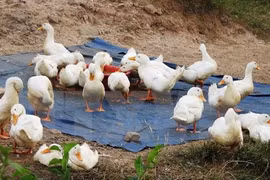 Nghe An province takes action to curb avian flu