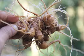 Ginseng festival to be held in Quang Nam