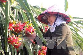 Agricultural sector likely to achieve growth target this year 
