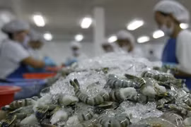 Frozen shrimp exports to RoK must undergo quarantine 