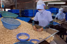 Cashew firms asked to make up output fall with product quality 