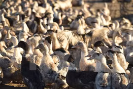 Saudi Arabia temporarily bans poultry from Philippines, Laos
