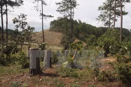 Finland helps Vietnam build forest management database