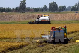 Vietnam targets exporting 4 million tonnes of rice by 2030 