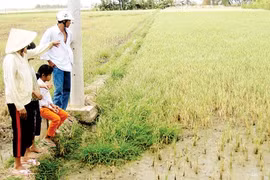 Climate change makes water scarce in dry season in HCM City