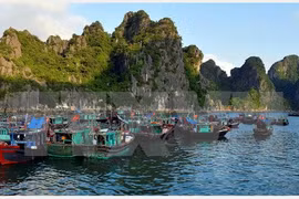 Eco-friendly aquaculture model on Ha Long Bay proves fruitful