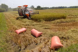 New technology ups rice value in Can Tho