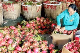 Vietnamese dragon fruit exported to 40 markets