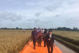 APEC officials interested in Vietnam’s rice production, export 