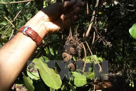 Cashew production forecast to drop nearly 20 percent in 2017