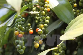 Farm products – main exports of Vietnamese firms in Dong Nai
