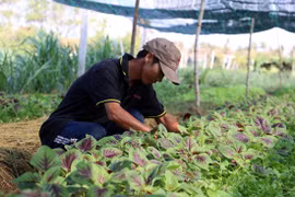 Ben Tre targets 2 percent growth in agro-forestry-fishery in 2017
