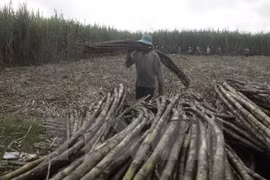 Tuy Hoa sugar factory to enhance production capacity