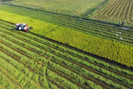 Mekong Delta urges more high-tech farming investment