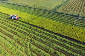 Long An invests 600 billion VND in hi-tech agricultural area 