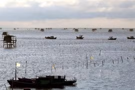 First container of Vietnam’s ngao oysters shipped to Italy