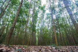 Vietnam sets goals for sustainable forestry development
