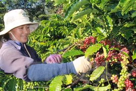 Vietnam targets sustainable agricultural value chain: Minister
