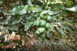 Quang Tri seeks to develop macadamia farming 
