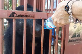 Animals Asia takes care of more captive bears 
