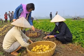  Vietnam yet to sow seeds of low carbon rice