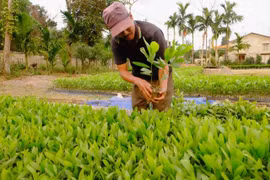 Vietnam strives to raise forest coverage to 45 percent