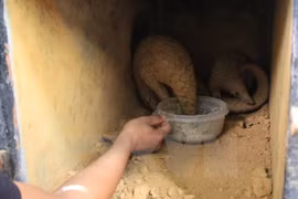 Largest ever pangolin release takes place in Cuc Phuong park