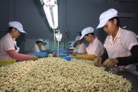 Material supply matters to cashew industry of Vietnam