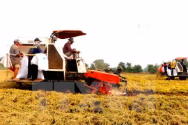 Hau Giang seeks investment in hi-tech agriculture