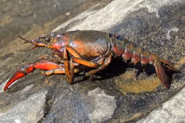 Official repeats ban on crawfish farming in Vietnam