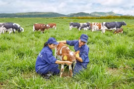 Vinamilk opens first European-standard dairy farm in Vietnam