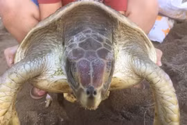  Endangered turtle released into ocean near Hue