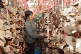 Vietnamese, Lao provinces implement hi-tech agriculture project