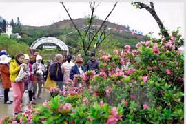 Rhododendron flowers await visitors at festival in Sa Pa