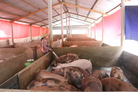 Ben Tre: New cooperatives to form agricultural value chains