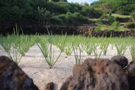 Ly Son to develop organic garlic farm