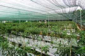 Hai Phong to develop 5,800 hectares of hi-tech farms by 2030